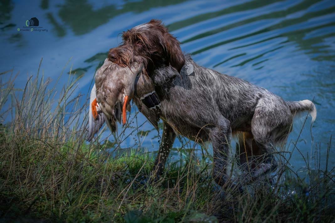 Water Trials for Hunting Dogs in Tě&scaron;any, Moravia Photography by Adam Simandel (104)