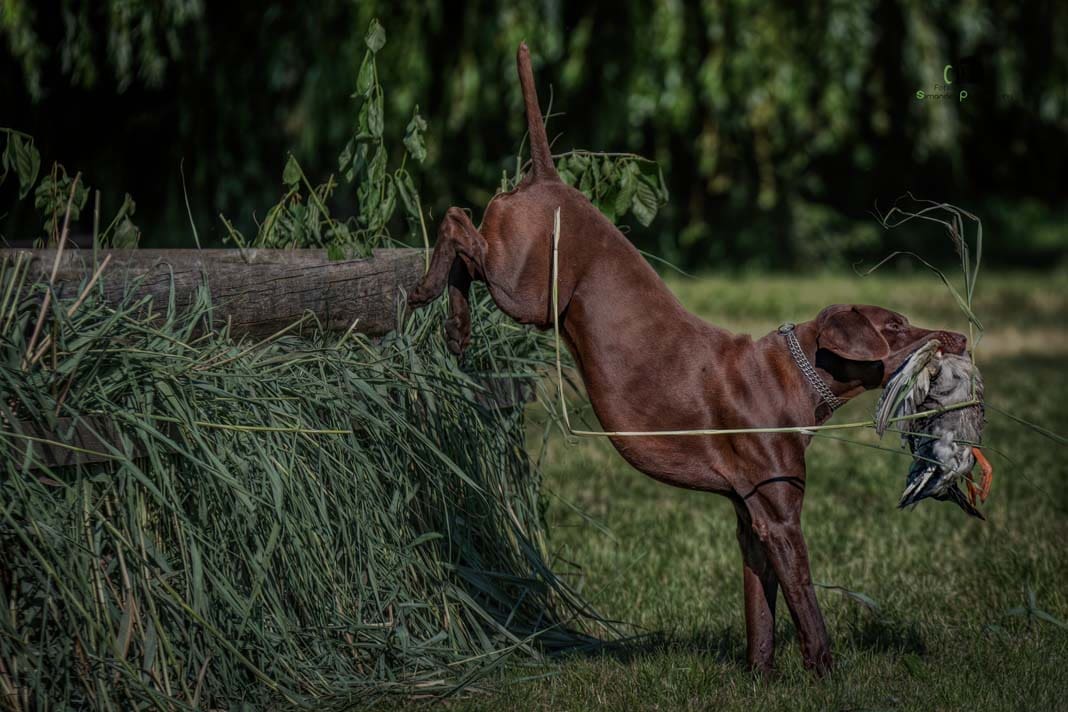 Water Trials for Hunting Dogs in Tě&scaron;any, Moravia Photography by Adam Simandel (108)