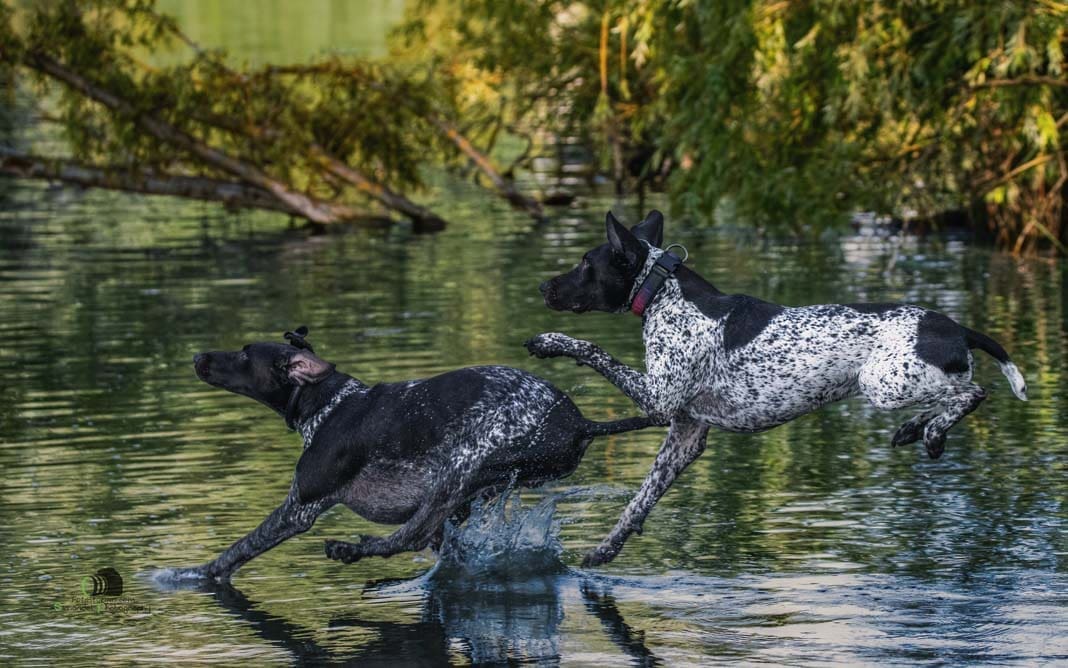 Water Trials for Hunting Dogs in Tě&scaron;any, Moravia Photography by Adam Simandel (109)