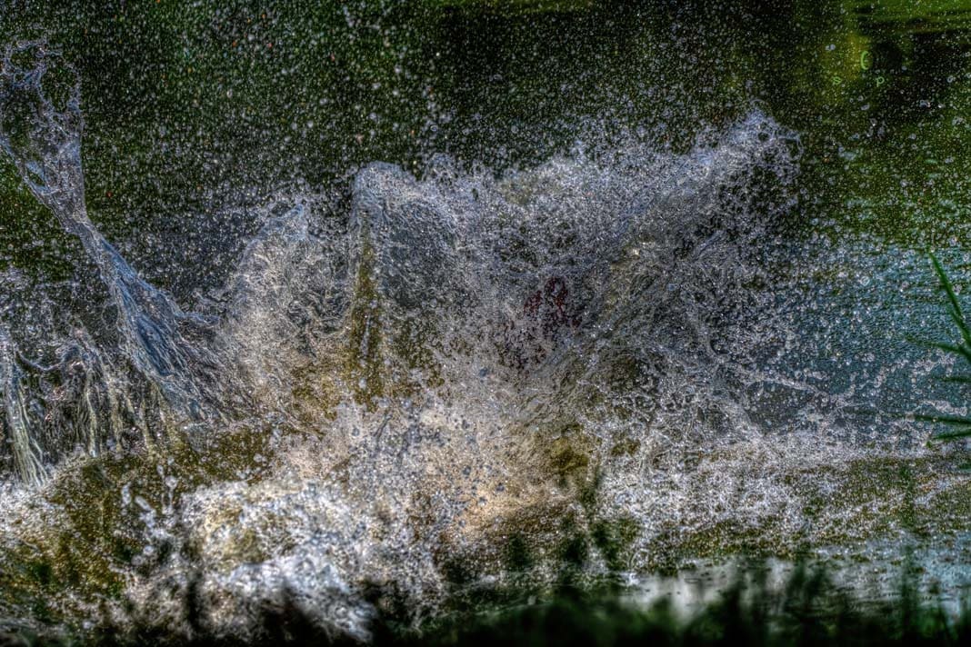 Water Trials for Hunting Dogs in Tě&scaron;any, Moravia Photography by Adam Simandel (11)