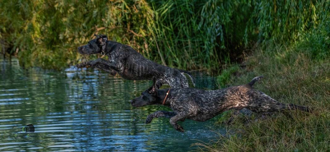 Water Trials for Hunting Dogs in Tě&scaron;any, Moravia Photography by Adam Simandel (111)