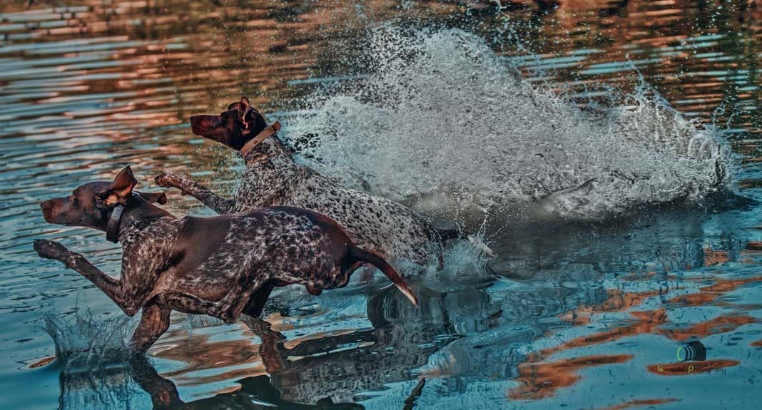 Water Trials for Hunting Dogs in Tě&scaron;any, Moravia Photography by Adam Simandel (114)