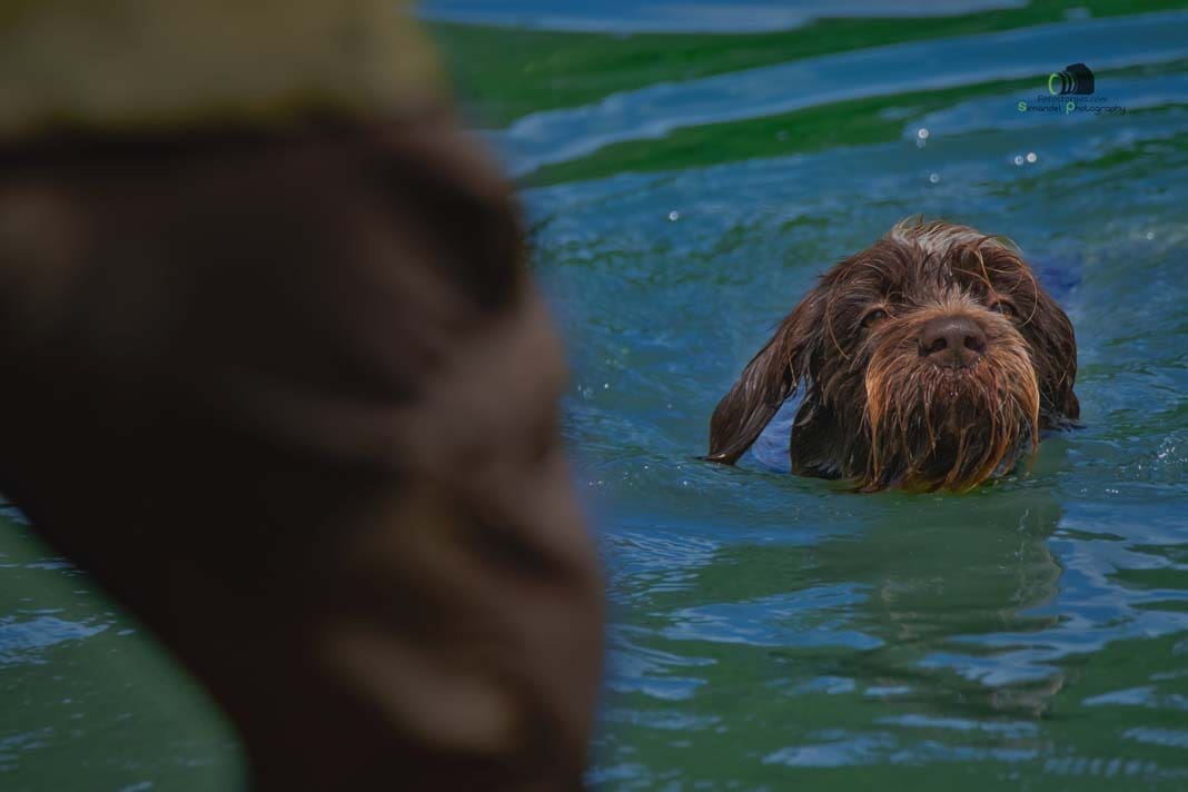 Water Trials for Hunting Dogs in Tě&scaron;any, Moravia Photography by Adam Simandel (118)