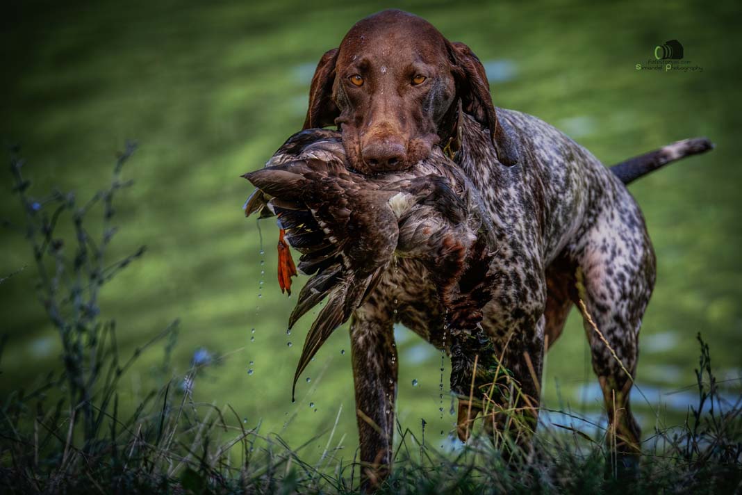 Water Trials for Hunting Dogs in Tě&scaron;any, Moravia Photography by Adam Simandel (120)