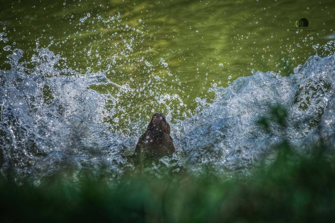Water Trials for Hunting Dogs in Tě&scaron;any, Moravia Photography by Adam Simandel (121)