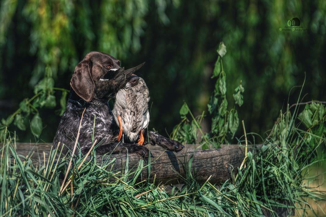 Water Trials for Hunting Dogs in Tě&scaron;any, Moravia Photography by Adam Simandel (122)
