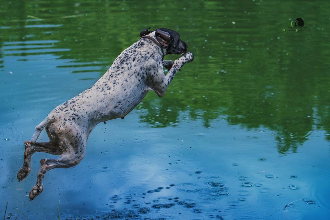 Water Trials for Hunting Dogs in Tě&scaron;any, Moravia Photography by Adam Simandel (124)