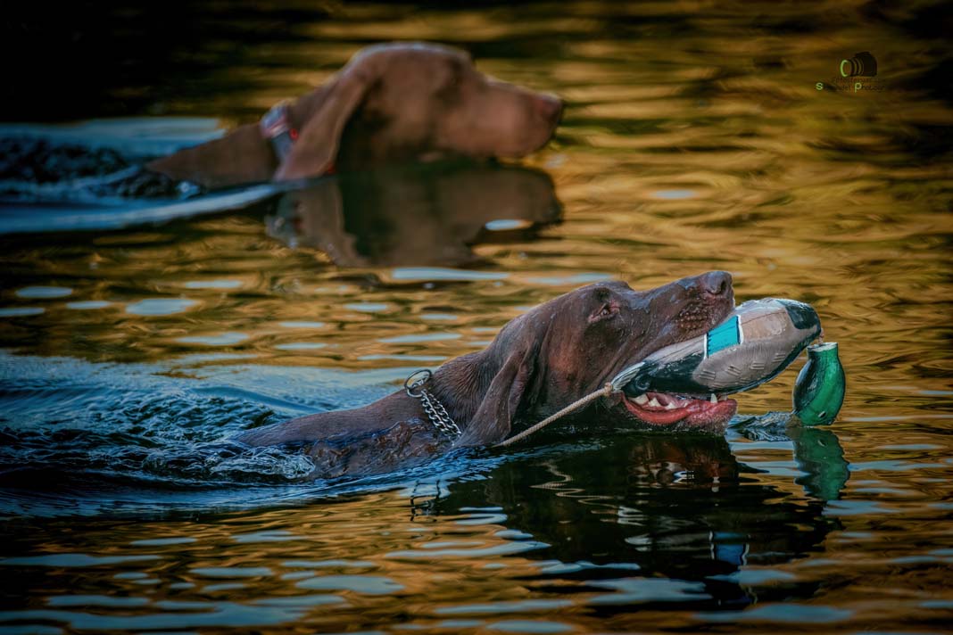Water Trials for Hunting Dogs in Tě&scaron;any, Moravia Photography by Adam Simandel (126)