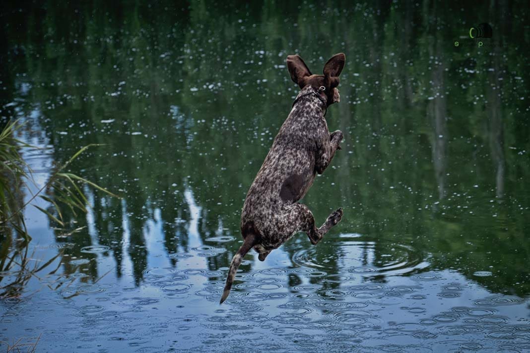 Water Trials for Hunting Dogs in Tě&scaron;any, Moravia Photography by Adam Simandel (13)