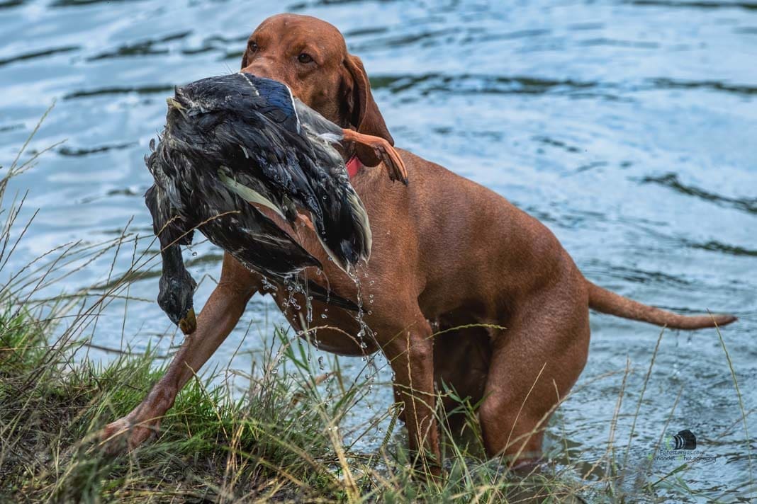 Water Trials for Hunting Dogs in Tě&scaron;any, Moravia Photography by Adam Simandel (131)