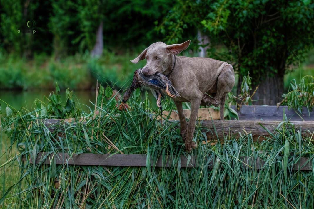 Water Trials for Hunting Dogs in Tě&scaron;any, Moravia Photography by Adam Simandel (134)