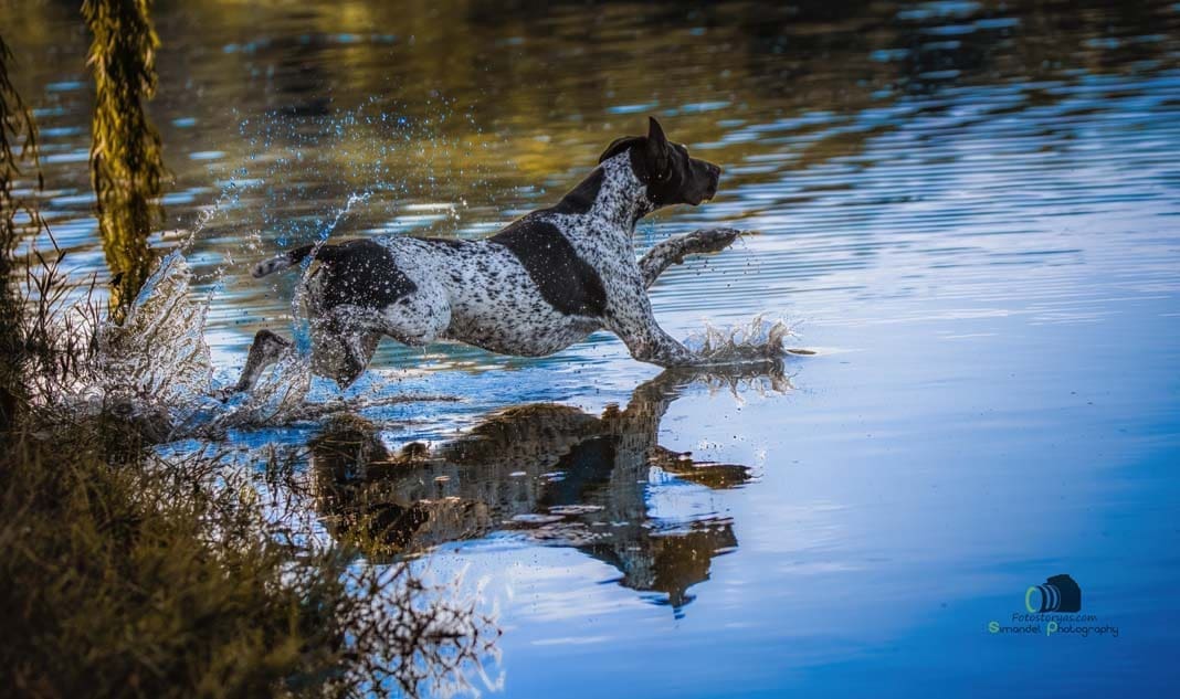 Water Trials for Hunting Dogs in Tě&scaron;any, Moravia Photography by Adam Simandel (142)