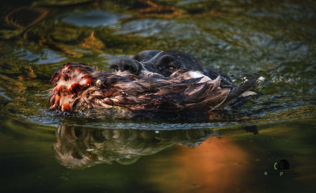 Water Trials for Hunting Dogs in Tě&scaron;any, Moravia Photography by Adam Simandel (143)
