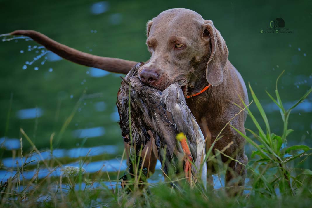 Water Trials for Hunting Dogs in Tě&scaron;any, Moravia Photography by Adam Simandel (144)