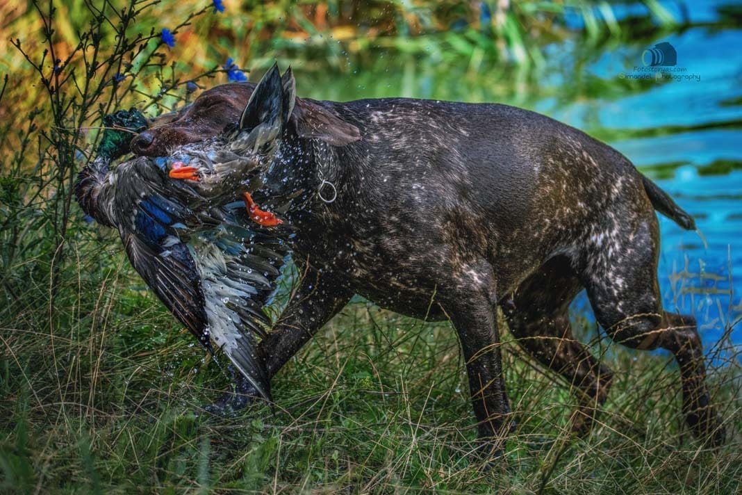 Water Trials for Hunting Dogs in Tě&scaron;any, Moravia Photography by Adam Simandel (146)