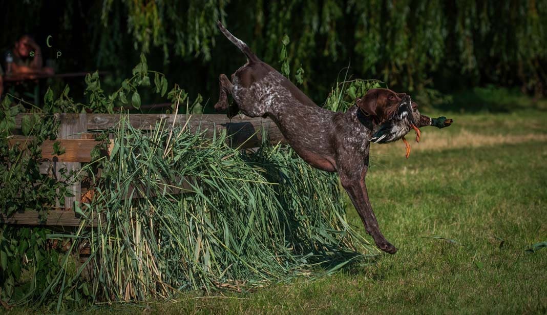 Water Trials for Hunting Dogs in Tě&scaron;any, Moravia Photography by Adam Simandel (150)