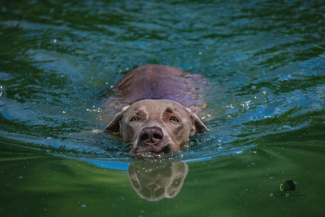 Water Trials for Hunting Dogs in Tě&scaron;any, Moravia Photography by Adam Simandel (158)