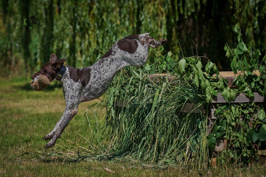 Water Trials for Hunting Dogs in Tě&scaron;any, Moravia Photography by Adam Simandel (159)