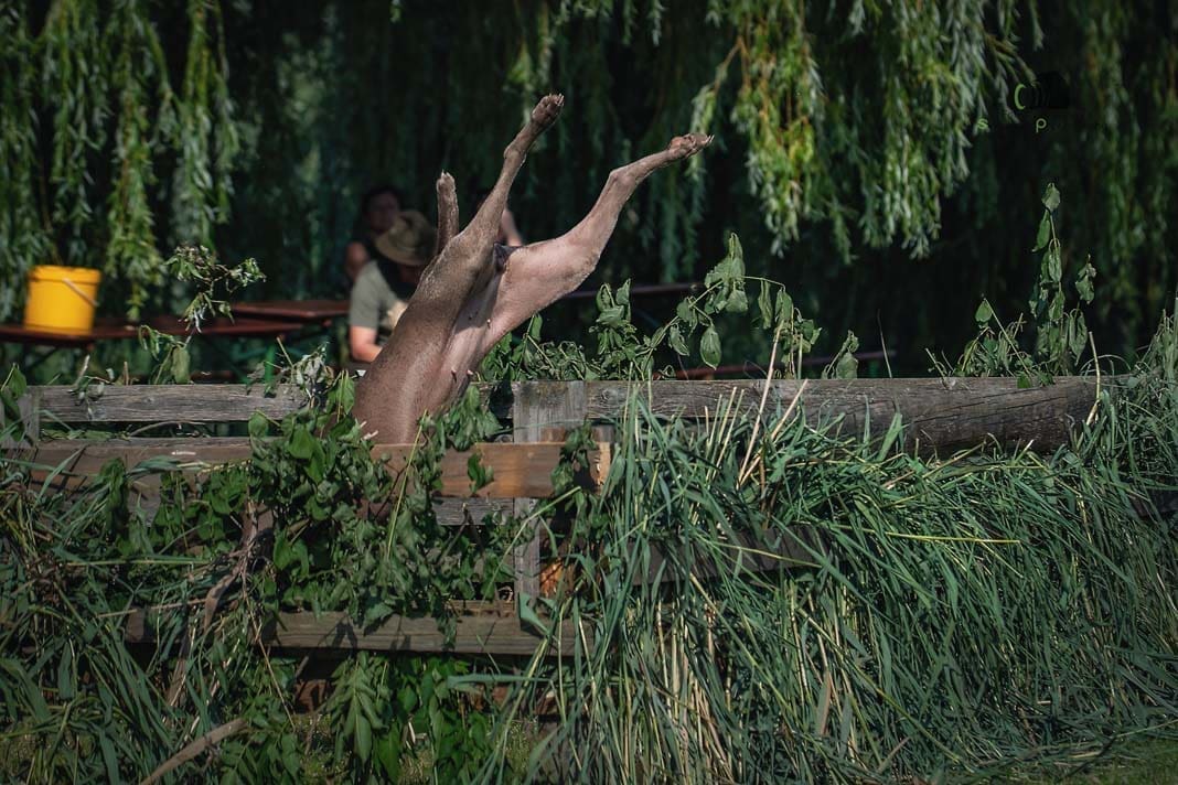 Water Trials for Hunting Dogs in Tě&scaron;any, Moravia Photography by Adam Simandel (164)