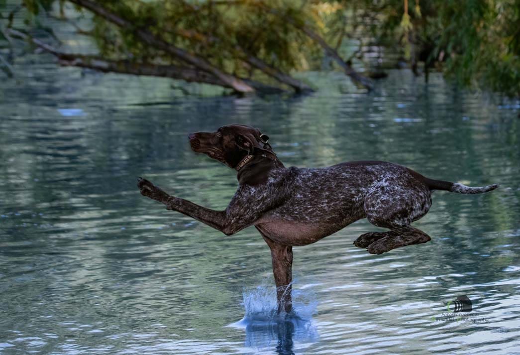 Water Trials for Hunting Dogs in Tě&scaron;any, Moravia Photography by Adam Simandel (165)