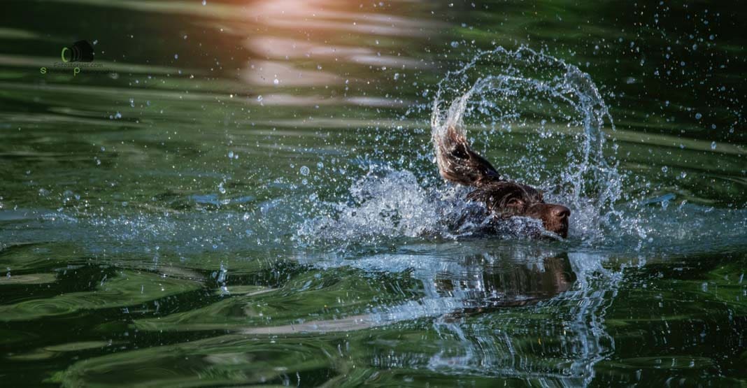 Water Trials for Hunting Dogs in Tě&scaron;any, Moravia Photography by Adam Simandel (168)