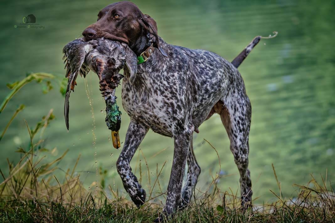 Water Trials for Hunting Dogs in Tě&scaron;any, Moravia Photography by Adam Simandel (17)