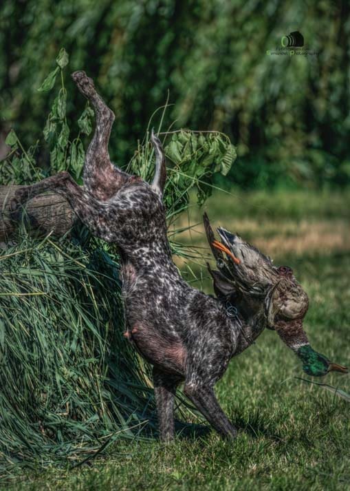 Water Trials for Hunting Dogs in Tě&scaron;any, Moravia Photography by Adam Simandel (171)