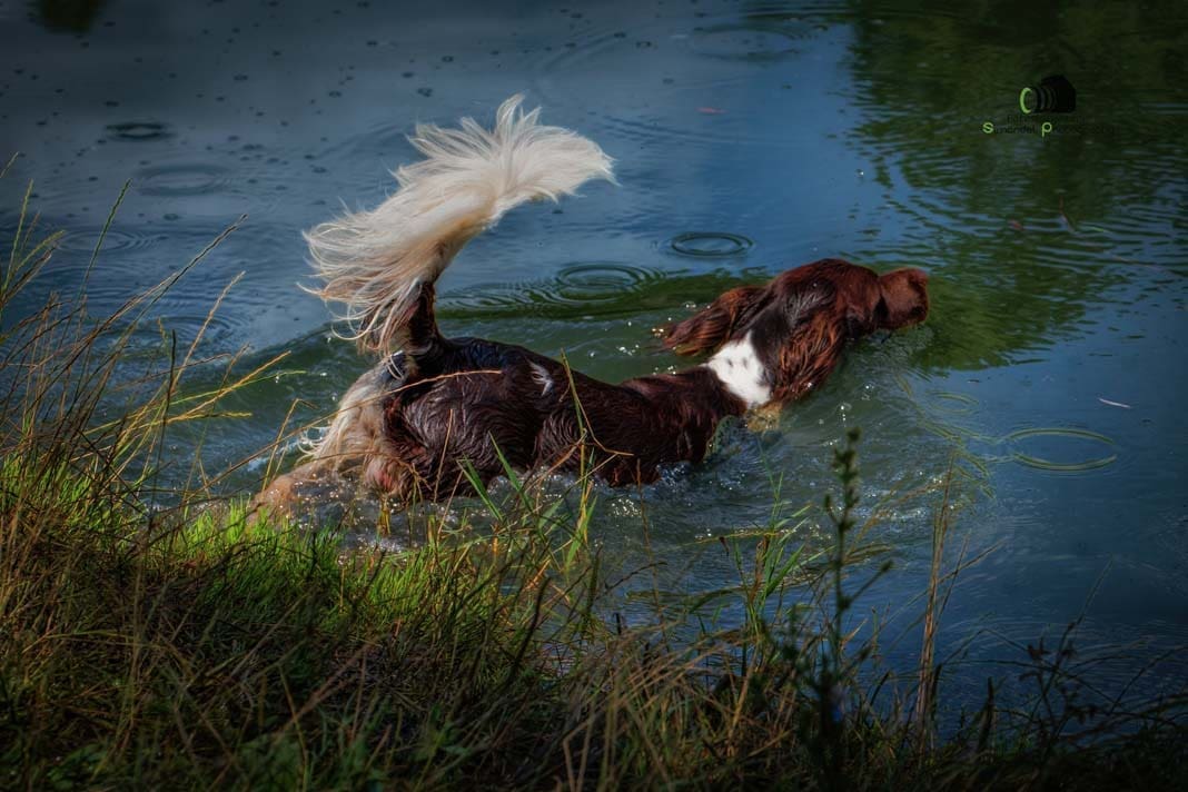Water Trials for Hunting Dogs in Tě&scaron;any, Moravia Photography by Adam Simandel (175)