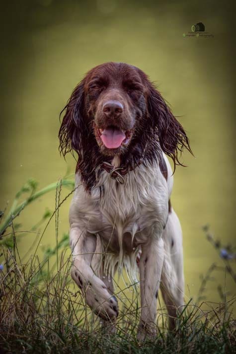 Water Trials for Hunting Dogs in Tě&scaron;any, Moravia Photography by Adam Simandel (179)
