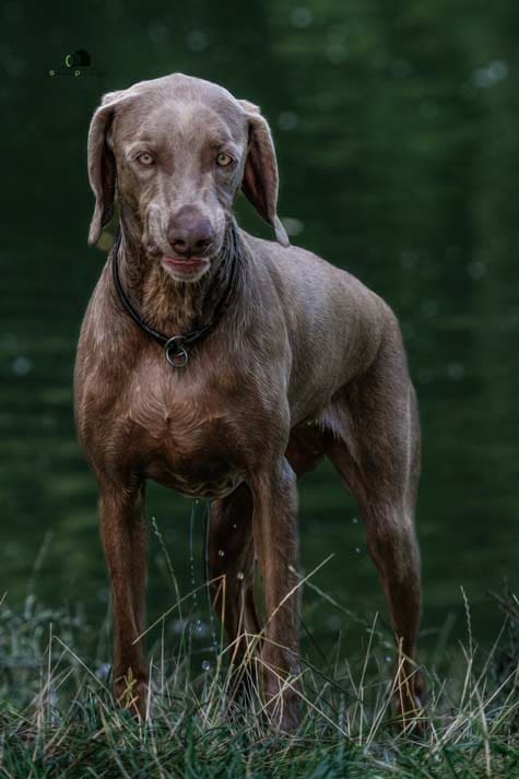 Water Trials for Hunting Dogs in Tě&scaron;any, Moravia Photography by Adam Simandel (182)