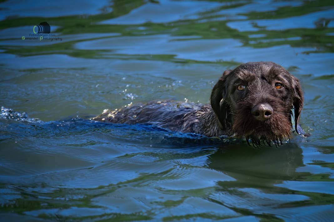 Water Trials for Hunting Dogs in Tě&scaron;any, Moravia Photography by Adam Simandel (183)