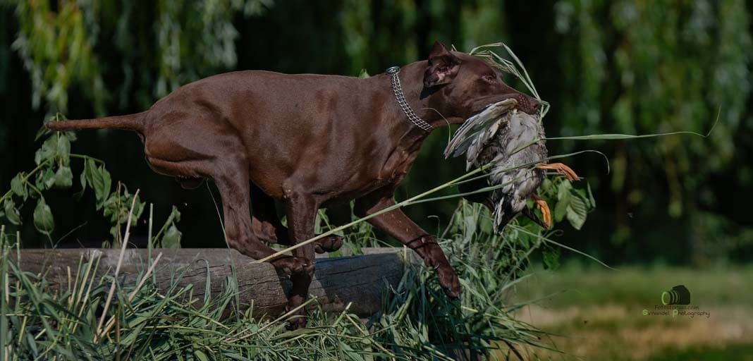 Water Trials for Hunting Dogs in Tě&scaron;any, Moravia Photography by Adam Simandel (187)