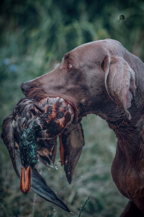 Water Trials for Hunting Dogs in Tě&scaron;any, Moravia Photography by Adam Simandel (188)