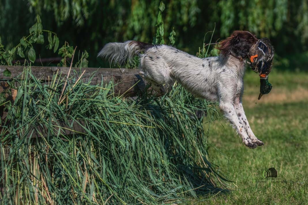 Water Trials for Hunting Dogs in Tě&scaron;any, Moravia Photography by Adam Simandel (189)