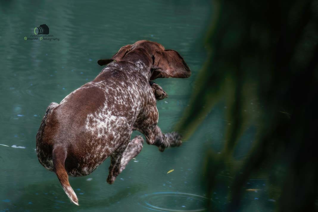 Water Trials for Hunting Dogs in Tě&scaron;any, Moravia Photography by Adam Simandel (197)