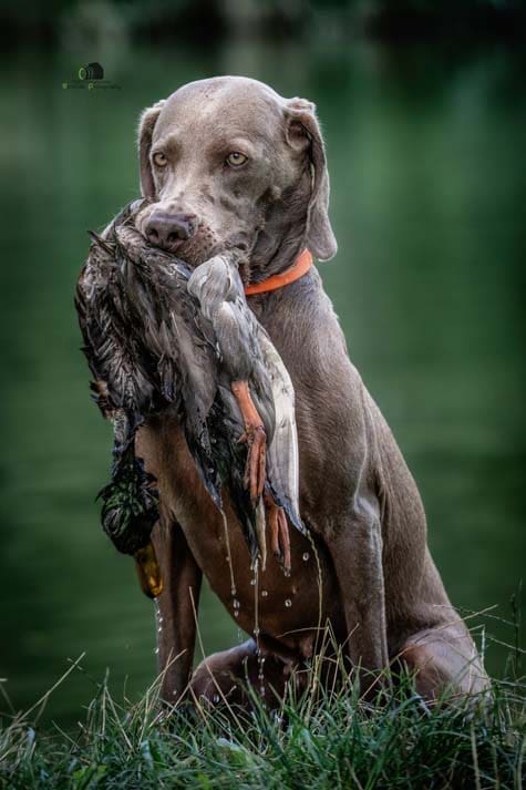 Water Trials for Hunting Dogs in Tě&scaron;any, Moravia Photography by Adam Simandel (199)