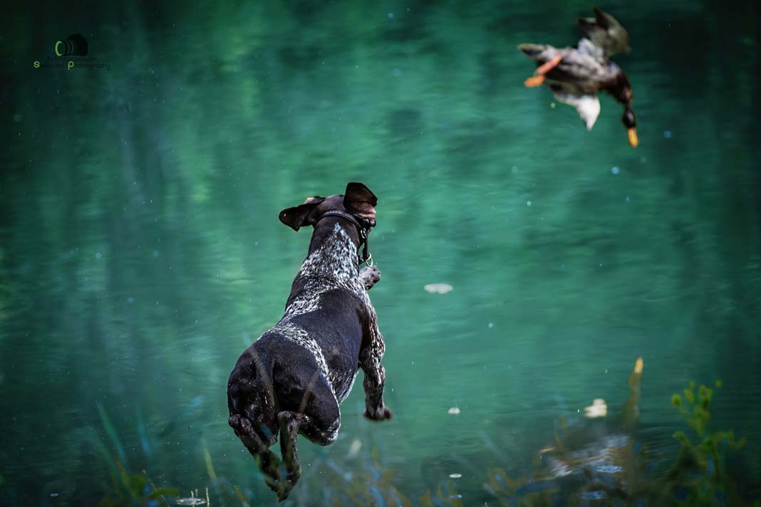 Water Trials for Hunting Dogs in Tě&scaron;any, Moravia Photography by Adam Simandel (20)