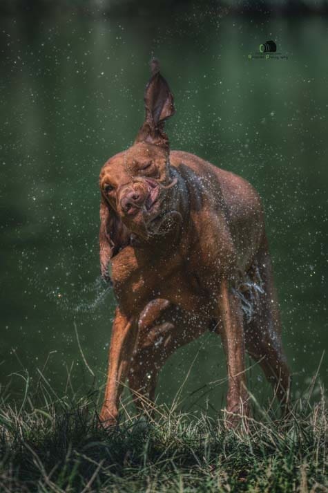 Water Trials for Hunting Dogs in Tě&scaron;any, Moravia Photography by Adam Simandel (201)