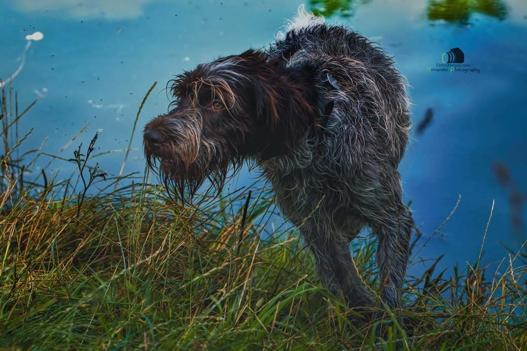 Water Trials for Hunting Dogs in Tě&scaron;any, Moravia Photography by Adam Simandel (204)
