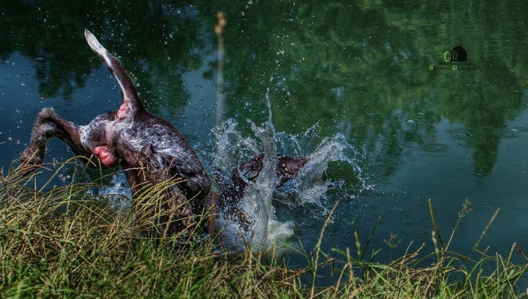 Water Trials for Hunting Dogs in Tě&scaron;any, Moravia Photography by Adam Simandel (205)