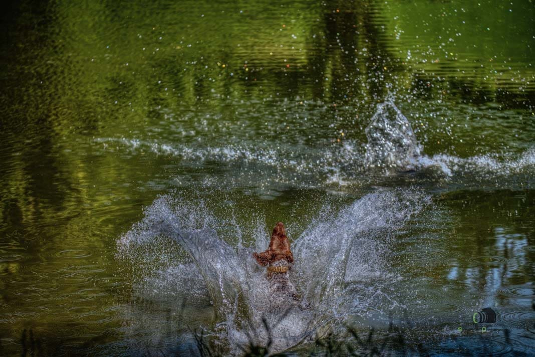 Water Trials for Hunting Dogs in Tě&scaron;any, Moravia Photography by Adam Simandel (21)