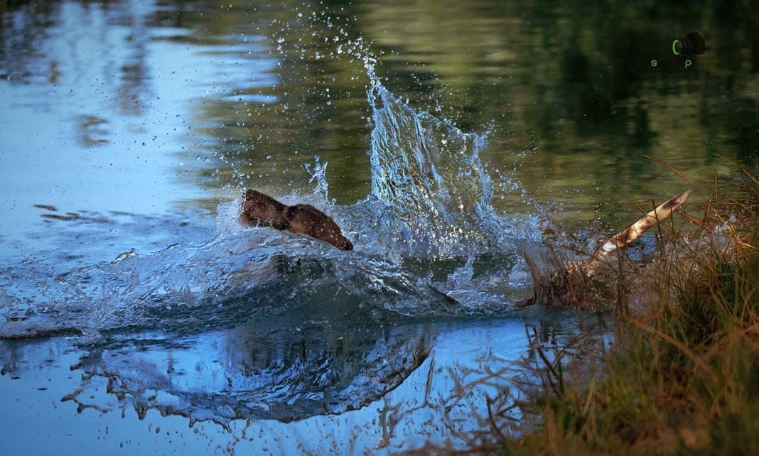 Water Trials for Hunting Dogs in Tě&scaron;any, Moravia Photography by Adam Simandel (26)