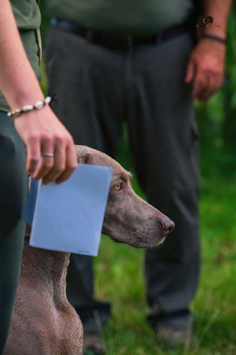 Water Trials for Hunting Dogs in Tě&scaron;any, Moravia Photography by Adam Simandel (31)