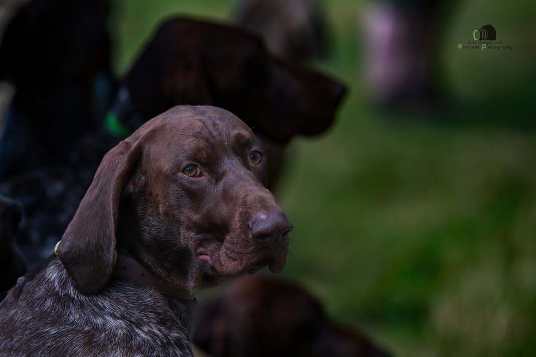 Water Trials for Hunting Dogs in Tě&scaron;any, Moravia Photography by Adam Simandel (32)