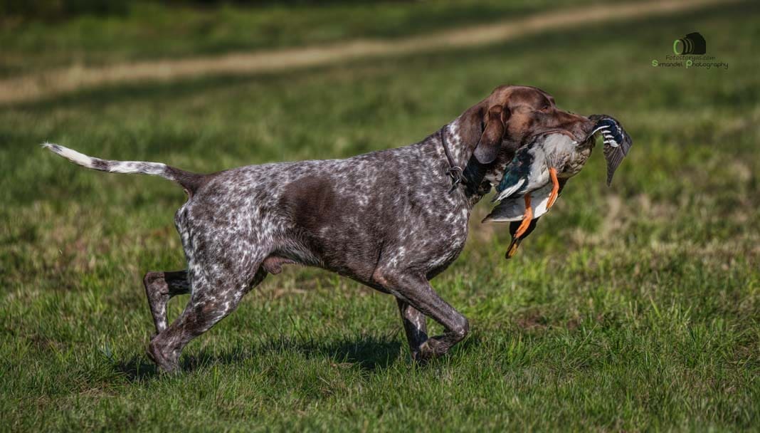 Water Trials for Hunting Dogs in Tě&scaron;any, Moravia Photography by Adam Simandel (34)