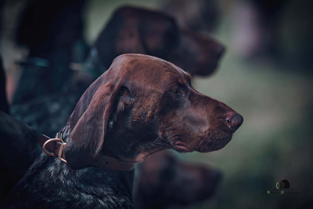 Water Trials for Hunting Dogs in Tě&scaron;any, Moravia Photography by Adam Simandel (36)