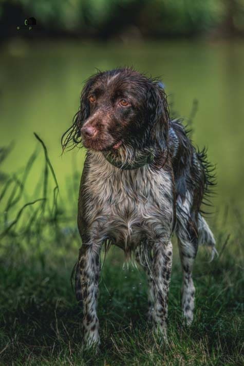 Water Trials for Hunting Dogs in Tě&scaron;any, Moravia Photography by Adam Simandel (40)