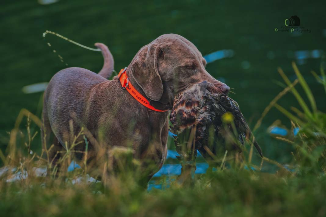 Water Trials for Hunting Dogs in Tě&scaron;any, Moravia Photography by Adam Simandel (42)