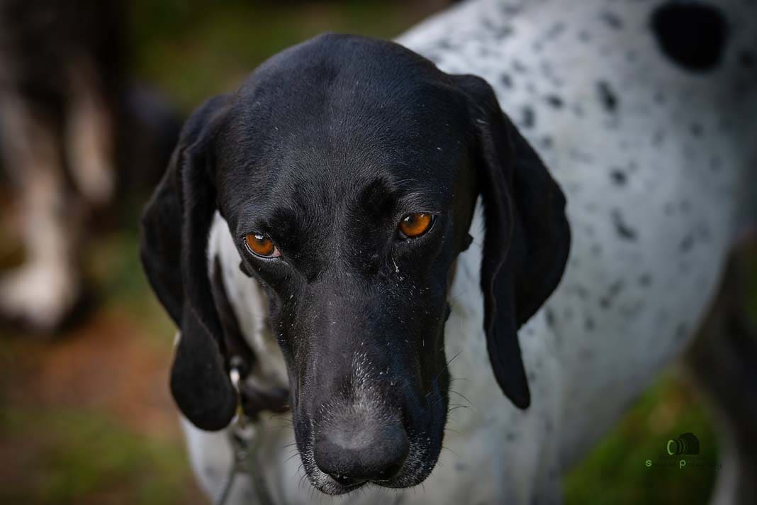 Water Trials for Hunting Dogs in Tě&scaron;any, Moravia Photography by Adam Simandel (45)