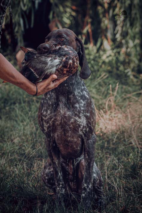 Water Trials for Hunting Dogs in Tě&scaron;any, Moravia Photography by Adam Simandel (52)